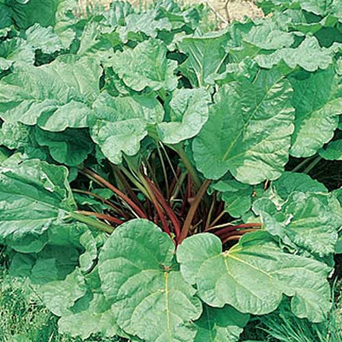 A close up of the 'Victoria' variety of rhubarb plant growing in the garden with large flat green leaves and reddish brown stalks, growing amongst other plantings in the garden.