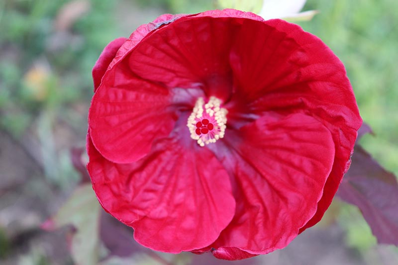 Close up of the 'Vintage Wine' hibiscus hybrid, with bright red petals and darker red central eye, pictured on a soft focus background.