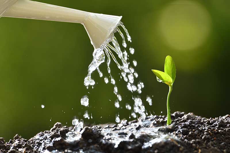 A close up of a white watering can from the left of the frame and water droplets coming out of the can and onto the dark soil next to a tiny seedling to the right of the frame. The background is green in soft focus.