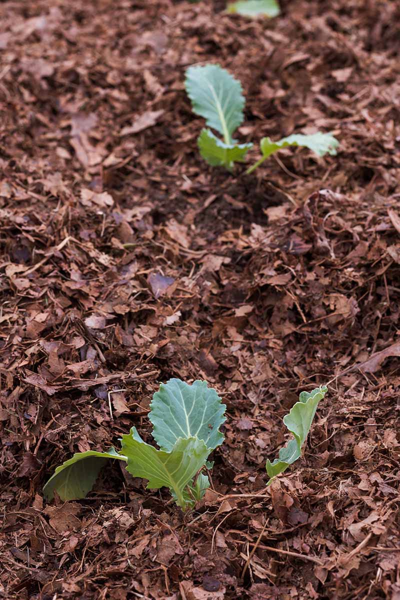 Why Is My Cauliflower Fuzzy Gardener S Path