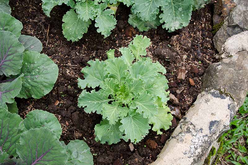 A top down picture of a kale plant growing in a row in a raised bed garden, with soil in between the well spaced plants and a concrete all to the right of the frame.