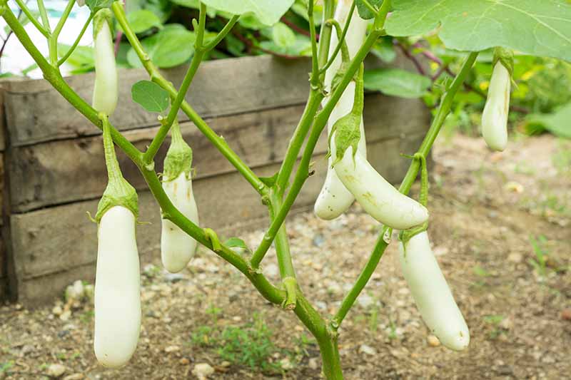 A close up of an aubergine plant with long, thin white fruits hanging from the branches with soil and a wooden fence in soft focus in the background.
