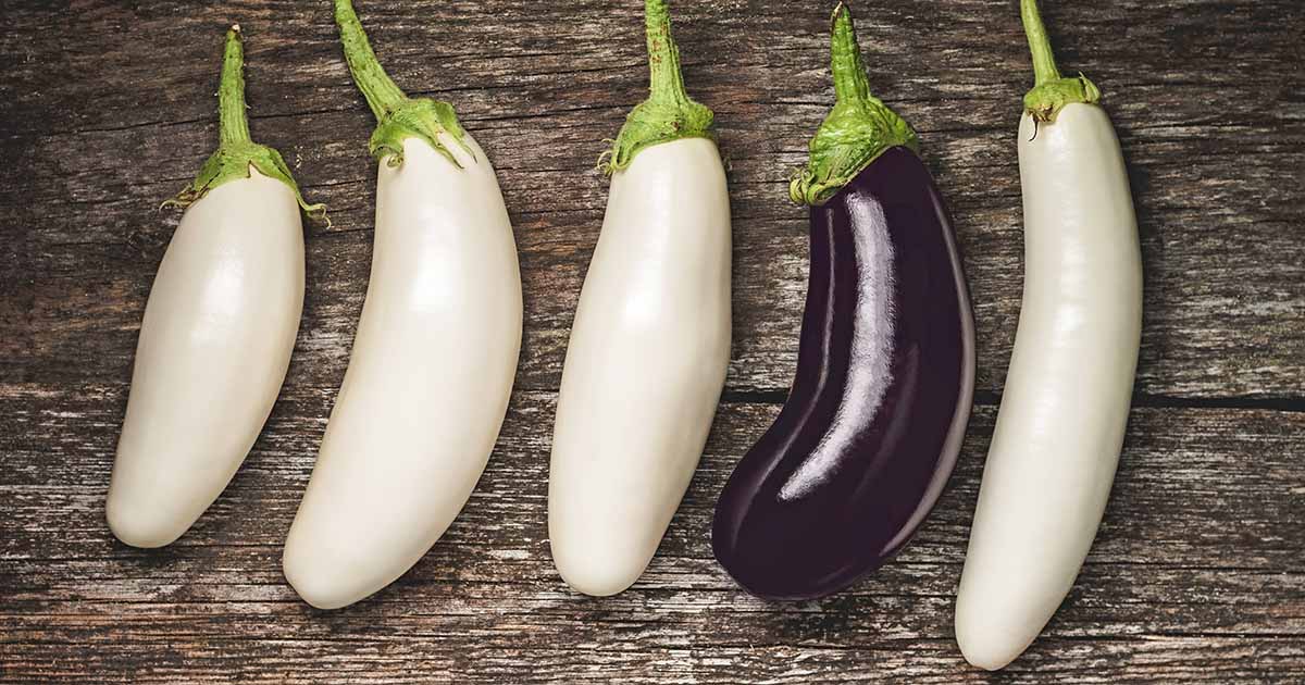 Millionaire Hybrid Eggplant, Eggplant: Vermont Bean