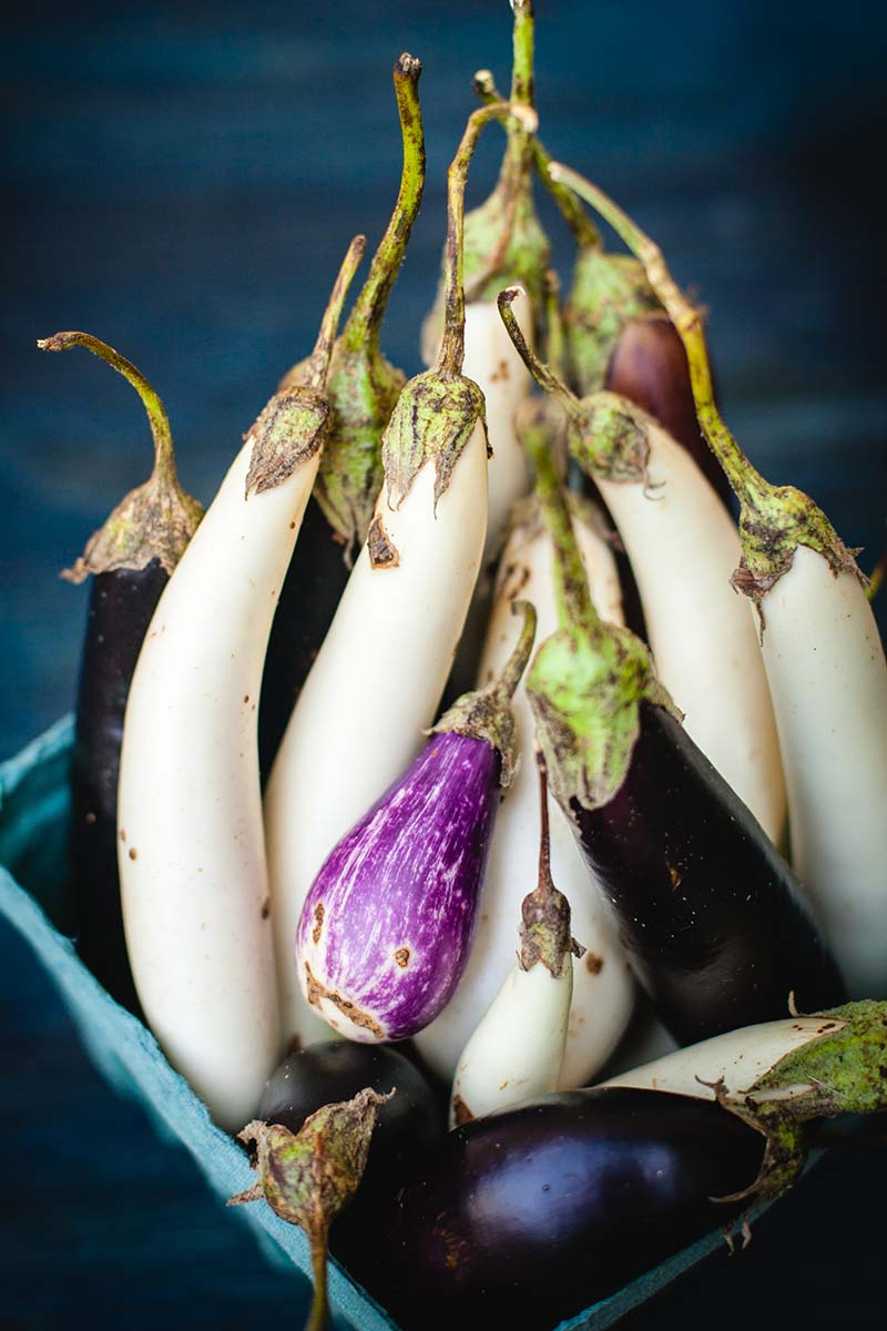 A vertical close up of a blue basket containing white, and various shades of purple eggplants harvested from the garden, on a blue soft focus background.