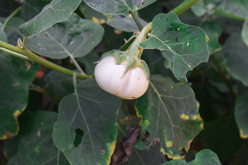 A close up of a small white round aubergine fruit growing in the garden surrounded by dark green foliage fading to soft focus in the background.