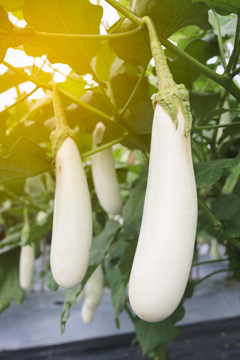 A vertical picture showing the elongated white fruits of the white aubergine in light sunshine surrounded by green foliage, fading to soft focus in the background.