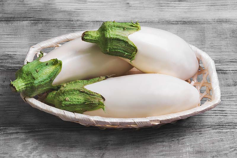 A close up of freshly harvested white aubergines in a small wicker basket set on a rustic wooden surface.