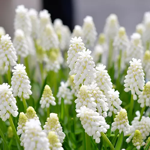 A close up square image of Muscari 'White Magic' growing in the spring garden.