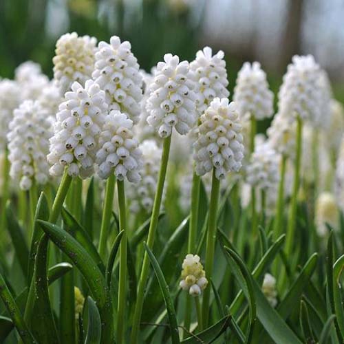A close up of the 'White Magic' variety of Muscari flowers, with long stalks pushing above upright foliage with white flowers clustered at the top.