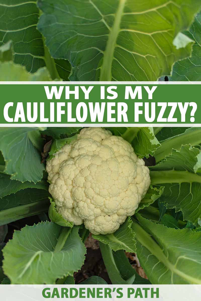 A vertical picture showing a developing cauliflower head surrounded by large bright green leaves. To the center and bottom of the frame is green and white text.