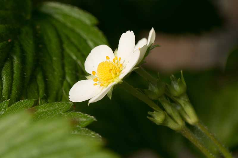 A close up of a small white flower with a yellow center with foliage in soft focus in the background.