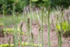 Young asparagus spears growing in the garden showing the bright green stalks and slightly darker heads, with a garden scene in soft focus in the background.