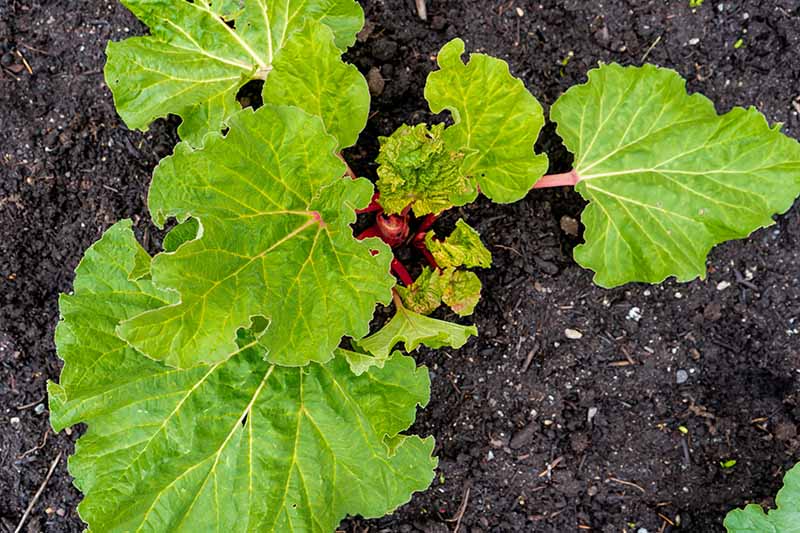 A close up top down picture of a young rhubarb plant growing in the garden, with large, bright green flat leaves, and reddish stalks, surrounded by dark, rich, moist soil.