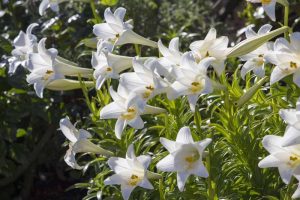 27 of the Best Lily Varieties with a Guide to Divisions