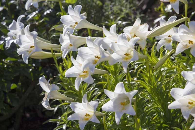 White Madonna lilies in bloom.