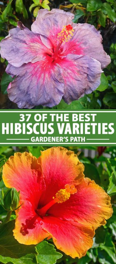 A collage of photos showing different types of hibiscus flowers.