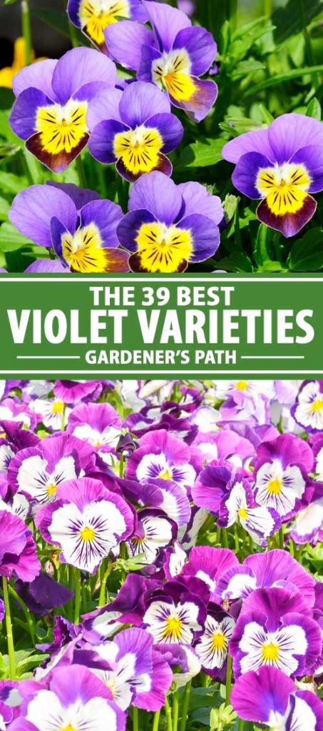 A collage of photos showing different types and color combinations of violet flowers.