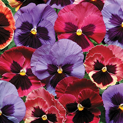 39 of the Best Violet Varieties | Gardener's Path