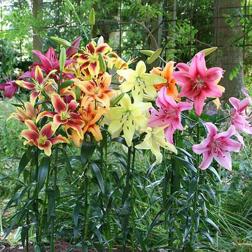 A close up of a variety of different colored lilies blooming in the garden, on the right are red and reddish-orange ones, to the center are white ones, and to the left are pink varieties, on a soft focus background.