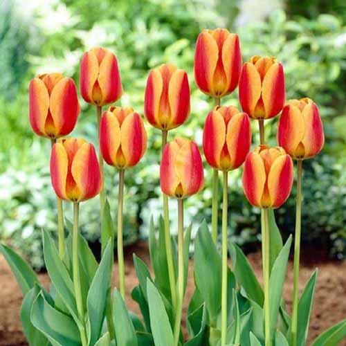 A close up of a cluster of 'Apeldoorn Elite' tulips with pretty orange and red coloring, which contrasts with the light green foliage, growing in the garden in light sunshine on a soft focus background.