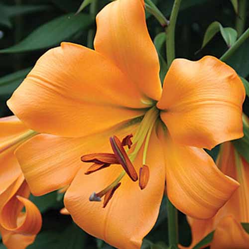 A close up of an orange lily 'African Queen' growing in the garden on a soft focus background.
