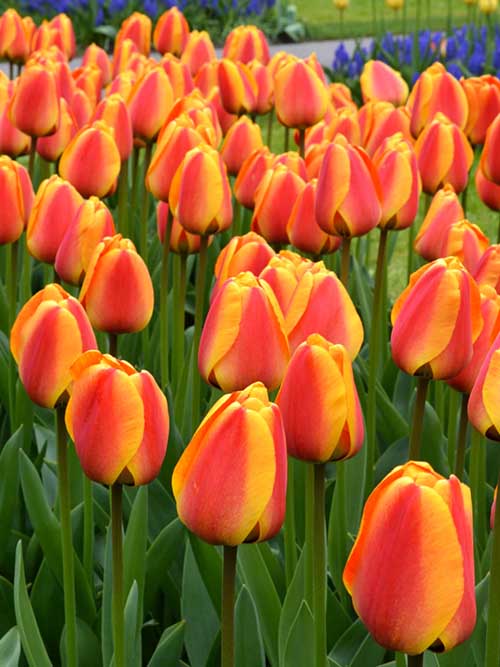 Mass planting of Appledorn Elite tulips in bloom.