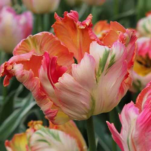 A close up of a flower of the 'Apricot Parrot' tulip variety with frilly petals in orange, red, and yellow, on a soft focus background.