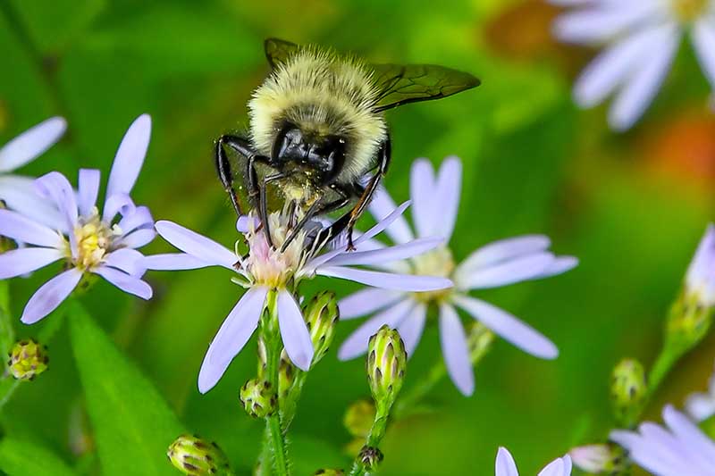 A close up of a bee feeding from the nectar of a Symphyotrichum oolentangiense flower with delicate blue petals on a green soft focus background.