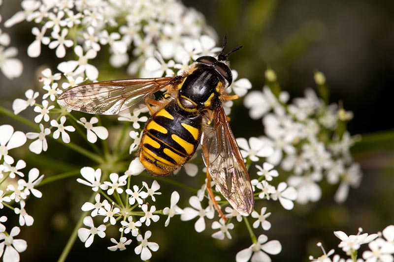 A close up of a bee feeding on a white flowering umbel, its black and yellow stripes clear and the wings extended, on a soft focus background.