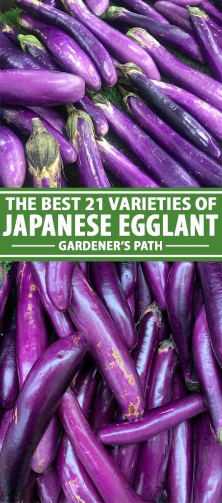 A collage of photos showing different types of Japanese eggplants.