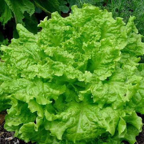A close up of a light green, frilly 'Black Seeded Simpson' lettuce growing in the garden on a soft focus background.