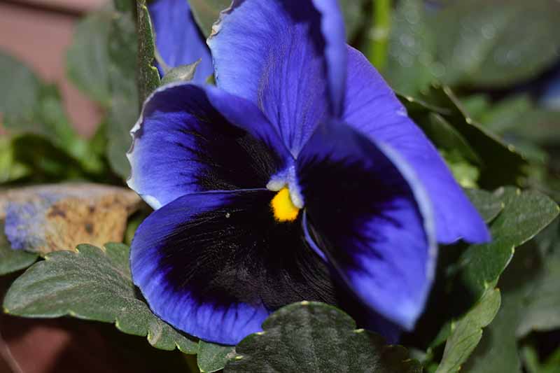A close up of a black and blue bicolored viola growing in the garden surrounded by dark green foliage.