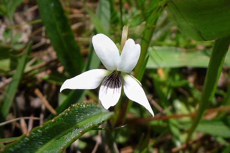 A close up of a small 'Bog White' violet flower growing in the wild, surrounded by foliage on a soft focus background.