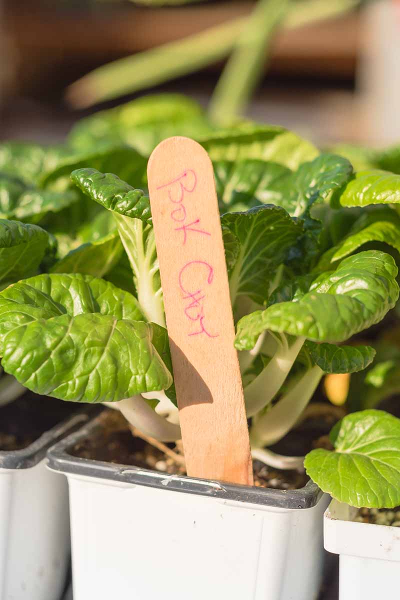 A close up vertical picture of small white seedling pots containing bok choy plants ready for transplanting into the garden. Pictured in bright sunshine on a soft focus background.