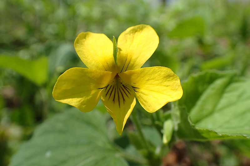 A close up of a bright yellow viola pictured on a green soft focus background.