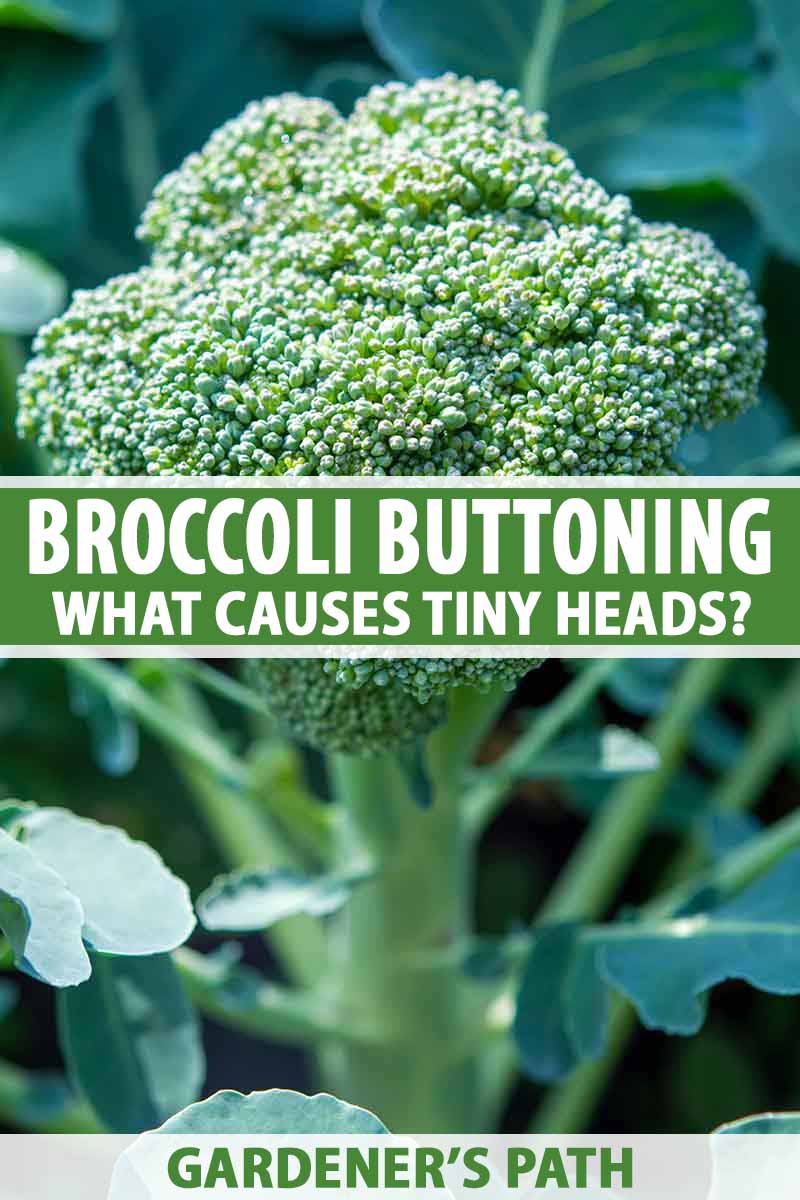 A close up vertical picture of a head of broccoli surrounded by small green leaves, with the stem and background in soft focus. To the center and bottom of the frame is green and white text.
