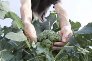 A close up of two hands cupping a mature broccoli head, in between large, leafy green foliage on a white background.