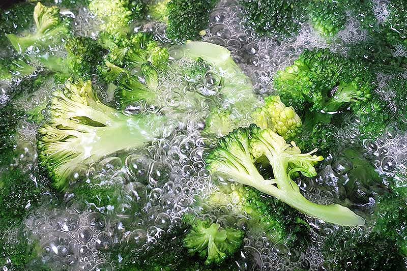 A close up of freshly harvested broccoli florets in boiling water.