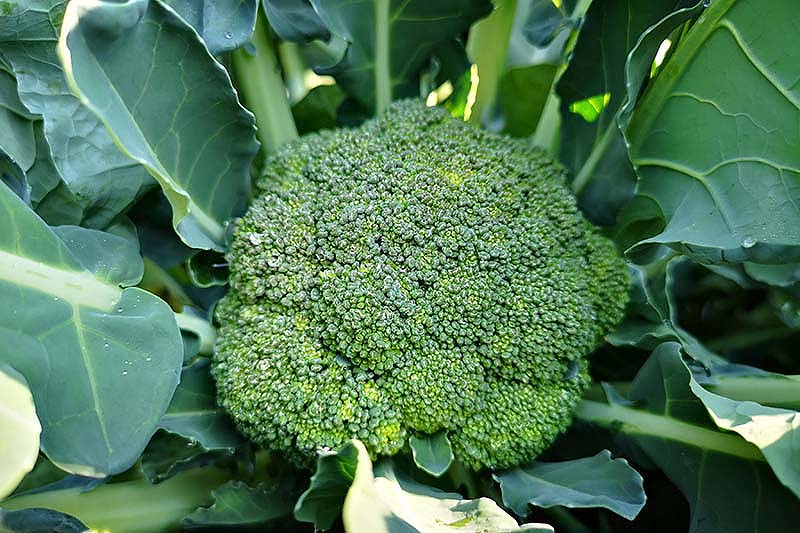A top down close up picture of a head of broccoli growing in the garden ready for harvest, surrounded by green leaves fading to soft focus in the background.