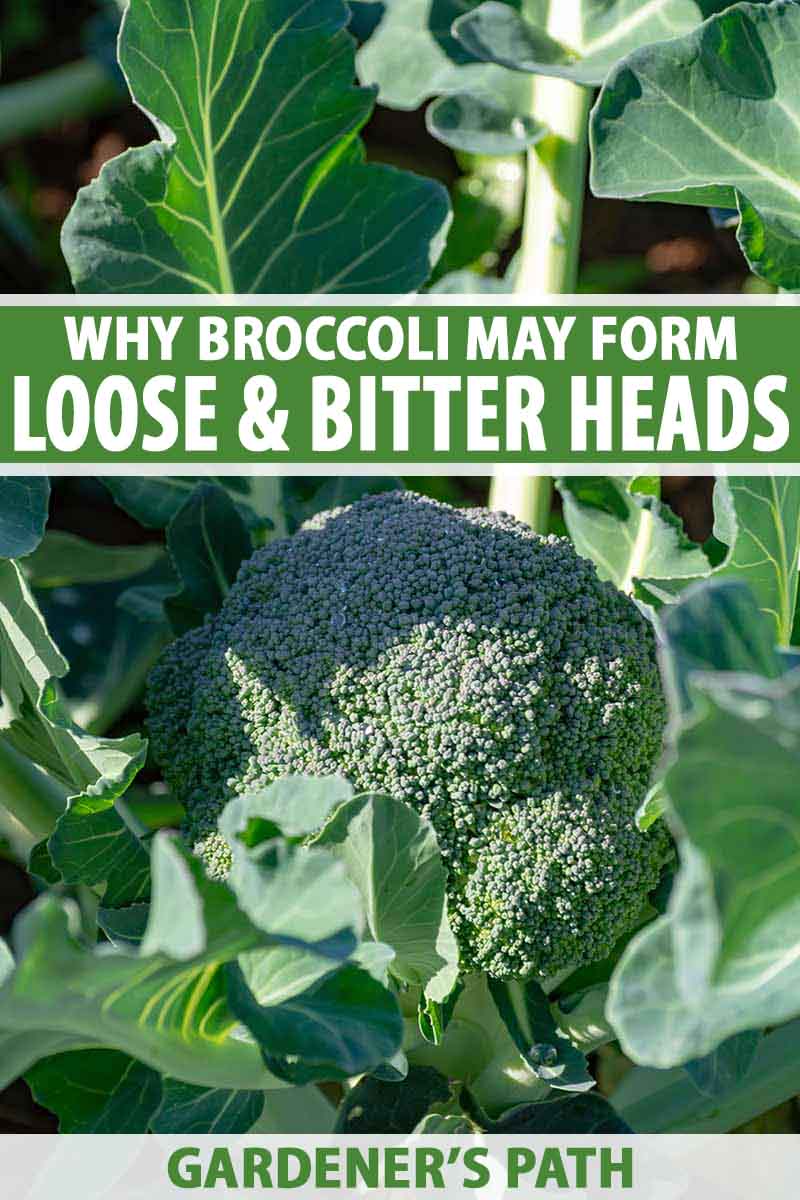 A close up of a tightly formed, ready to harvest broccoli head growing in the garden, surrounded by foliage in bright sunshine, fading to soft focus in the background. To the top and bottom of the frame is green and white text.