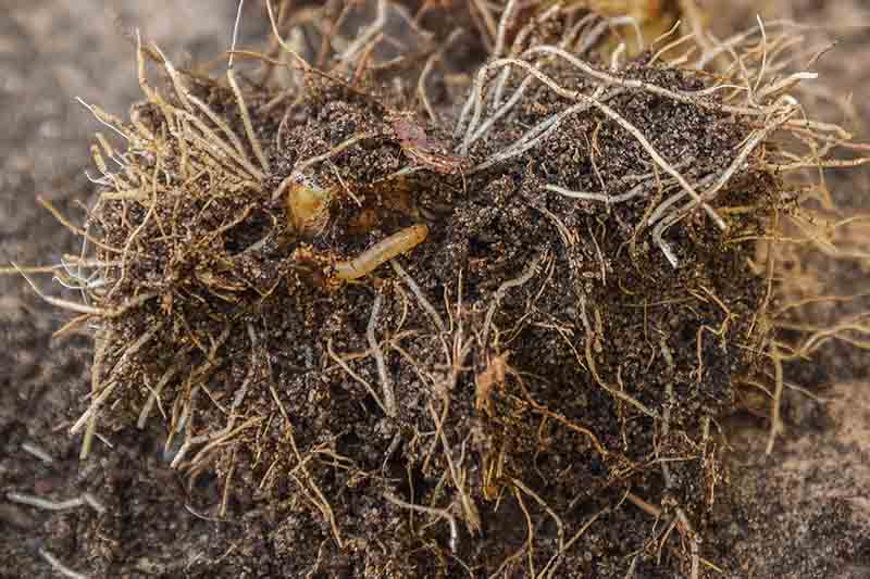 A close up of freshly dug up bulbs showing an infestation of wireworm that has destroyed the plant.