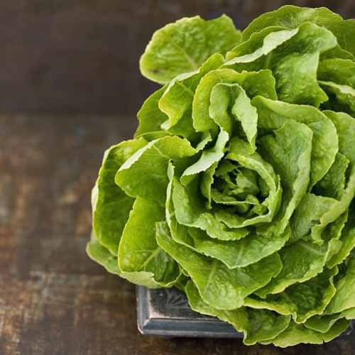 A close up of a 'Buttercrunch' lettuce with light green tightly packed leaves set on a wooden surface on a soft focus background.