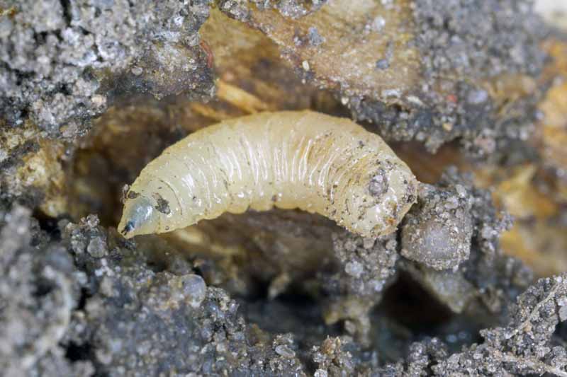 Macro photo of a cabbage maggot (Delia radicum).