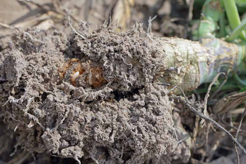 An uprooted brassica plant with cabbage maggots tunneling through the roots.