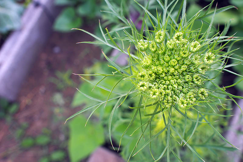 A top down close up of a carrot plant that has bolted and is beginning to form a flowerhead on a soft focus background.