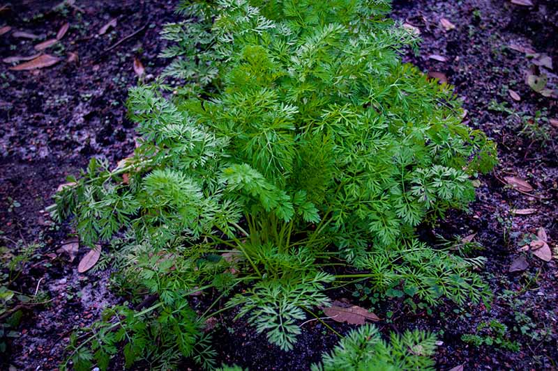 A close up of a large clump of carrot tops demonstrating that the roots may be ready to harvest, with soil in the background.