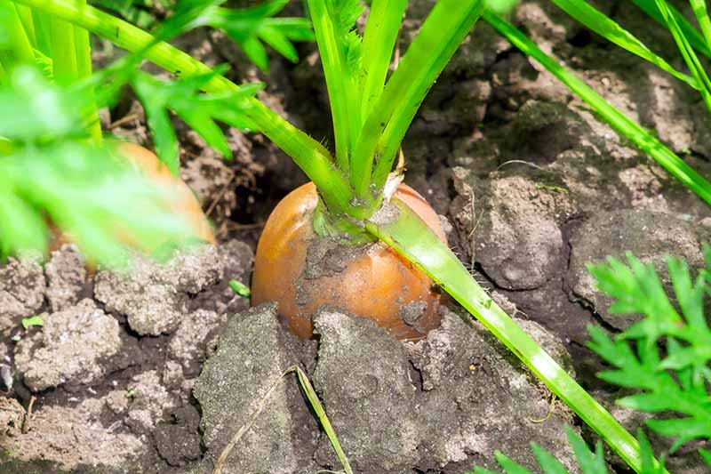 A close up of a carrot ready to harvest with the top of the root showing through the soil under the foliage. Pictured in bright sunshine fading to soft focus in the background.
