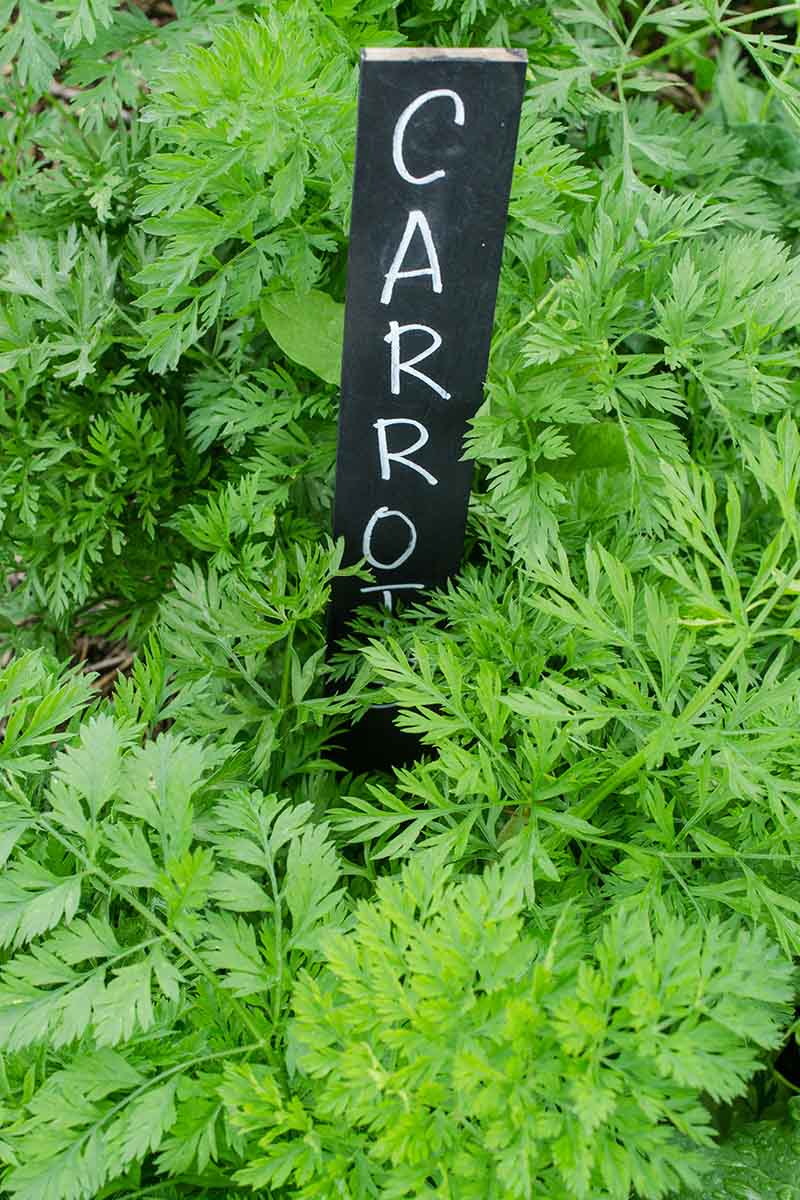 A vertical close up picture of the green foliage of carrots growing in the garden with a black sign indicating what they are.