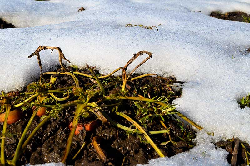 A close up of carrots overwintering in the garden with drooping foliage and the orange tops just visible above the ground, with snow surrounding them in light sunshine.