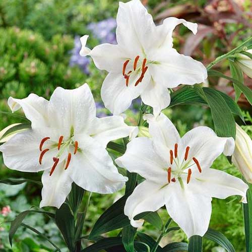 A close up of three flowers of the 'Casablanca' lily. The creamy white petals contrast with the deep green foliage. The background is a garden scene in soft focus.